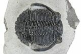 Detailed Hollardops Trilobite - Ofaten, Morocco #271536-2